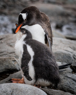 Penguin and chick in Antarctica