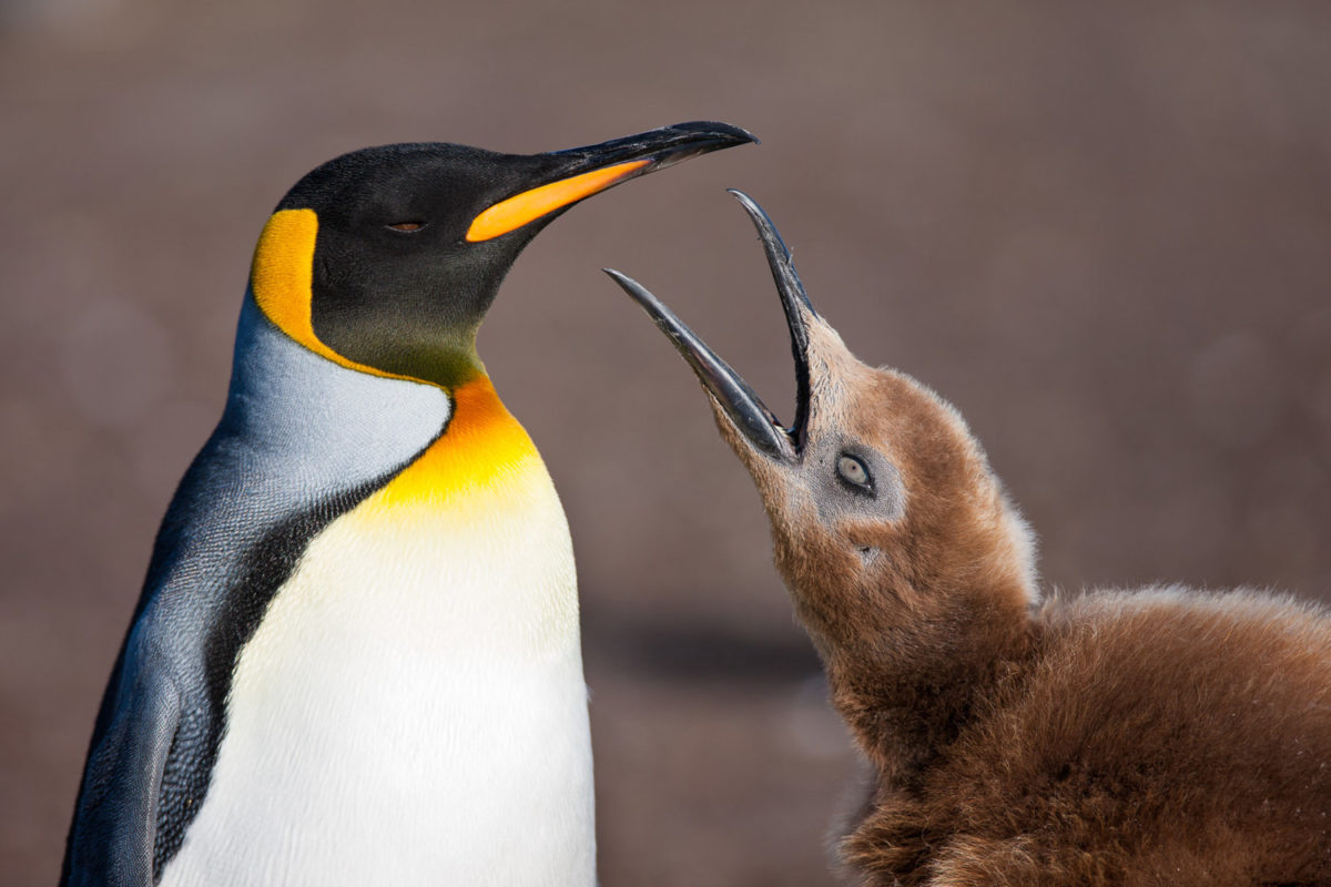 Antarctica Photography Expeditions