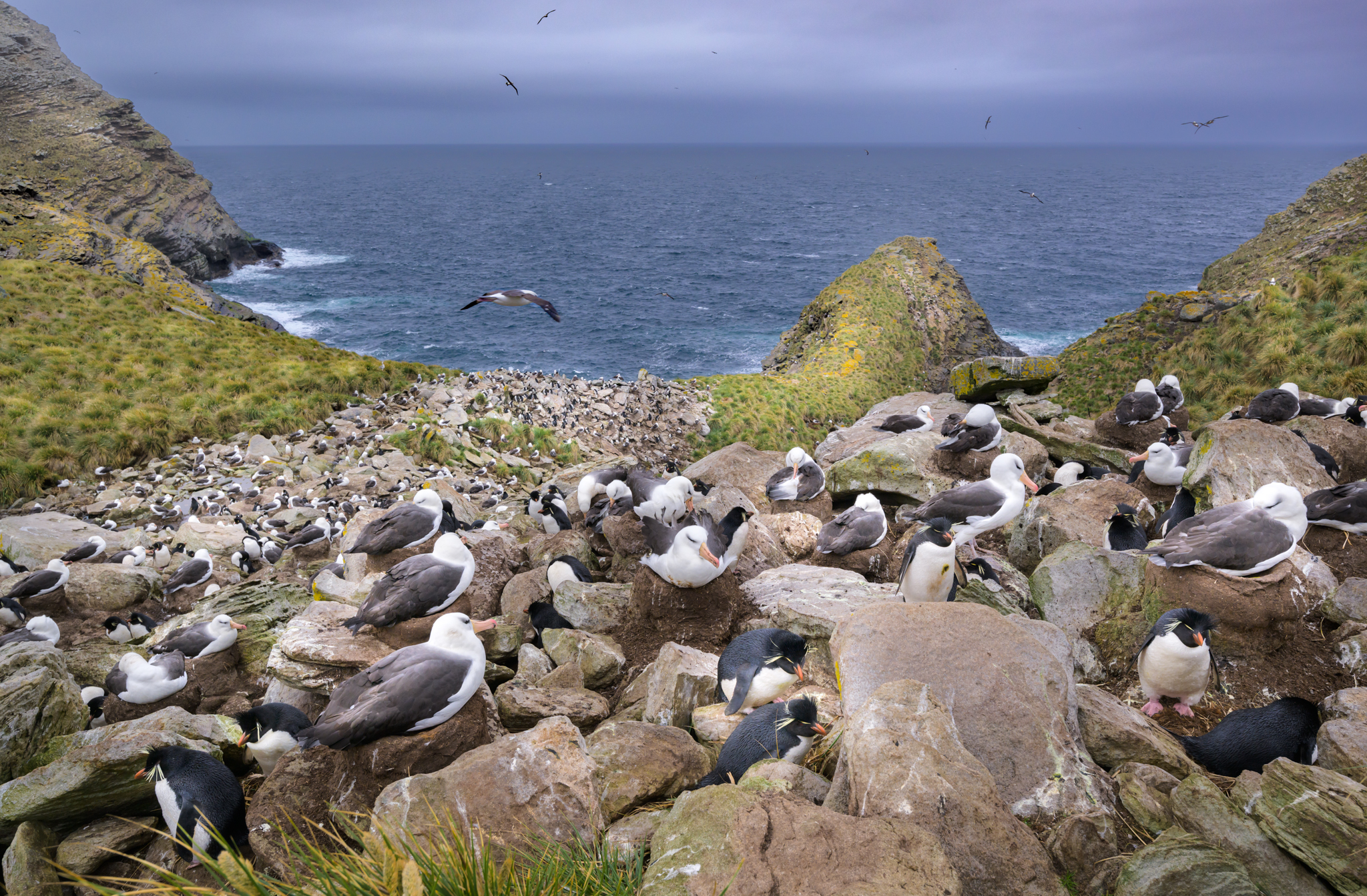 Black-browed albatrosses on Falkland Islands