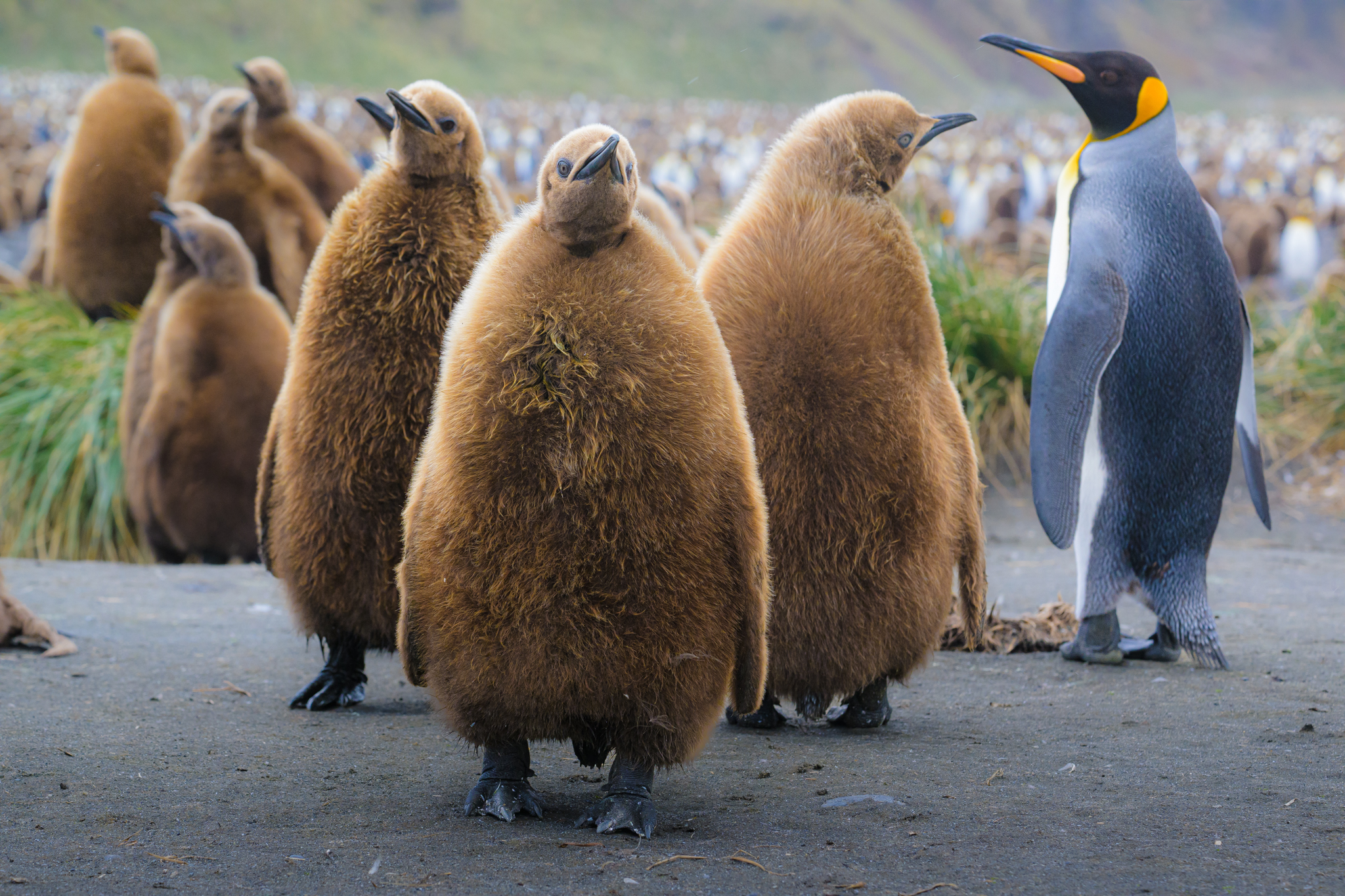 king penguin chicks