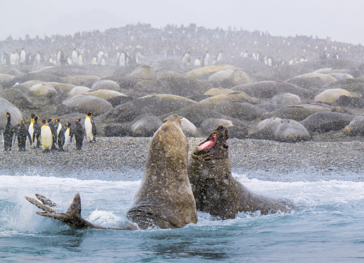 elephant seals sparring in St. Andrews Bay