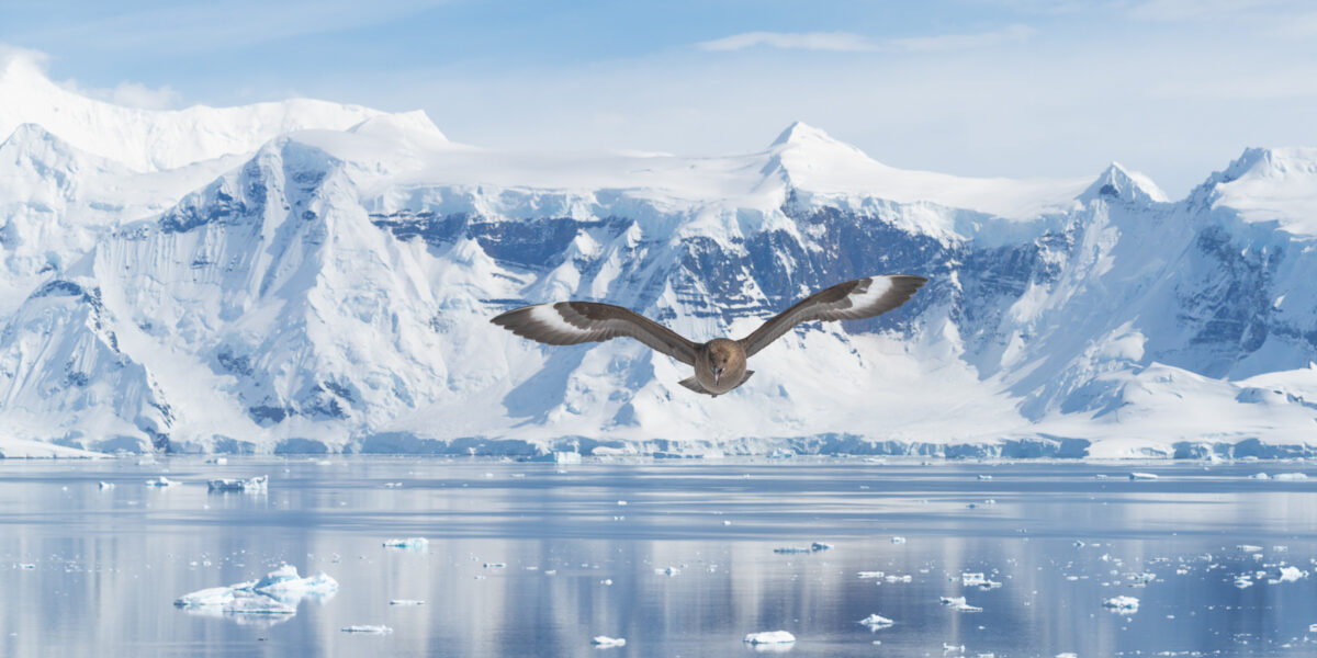 Antarctica Photography Expeditions