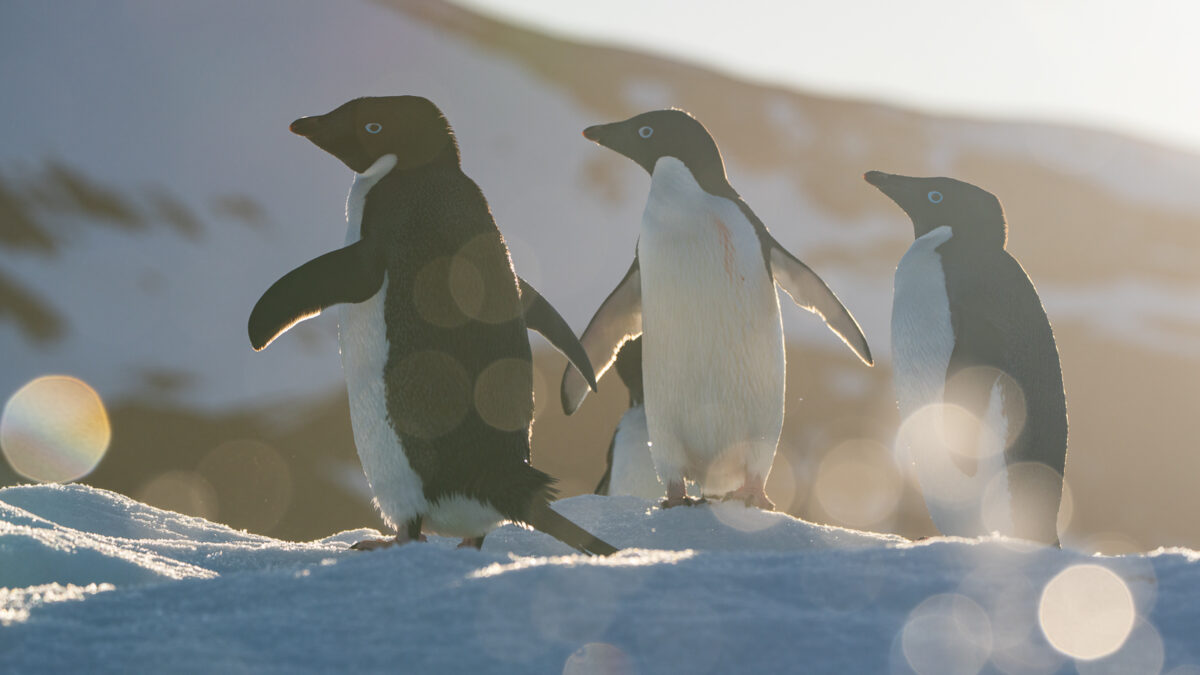Three Adelie Penguins photographed using a wide open aperture.