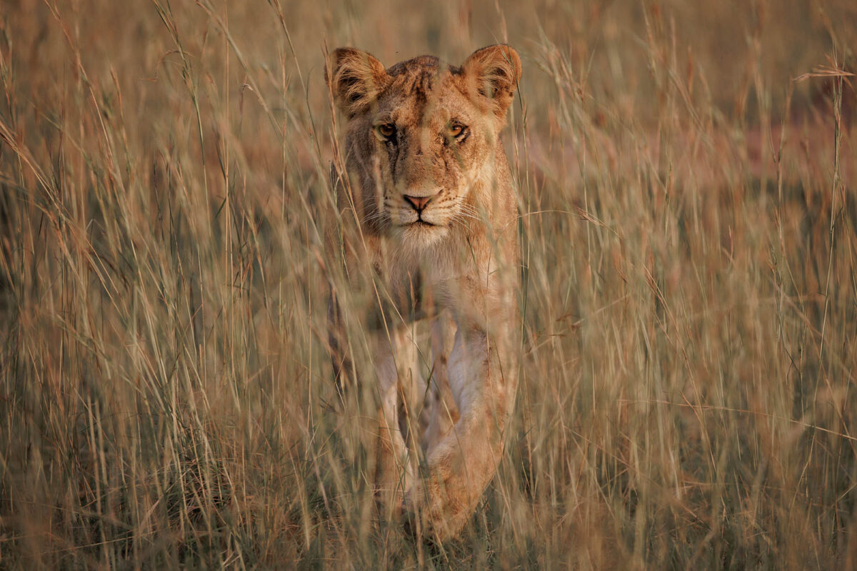 Wildlife Photography Workshops