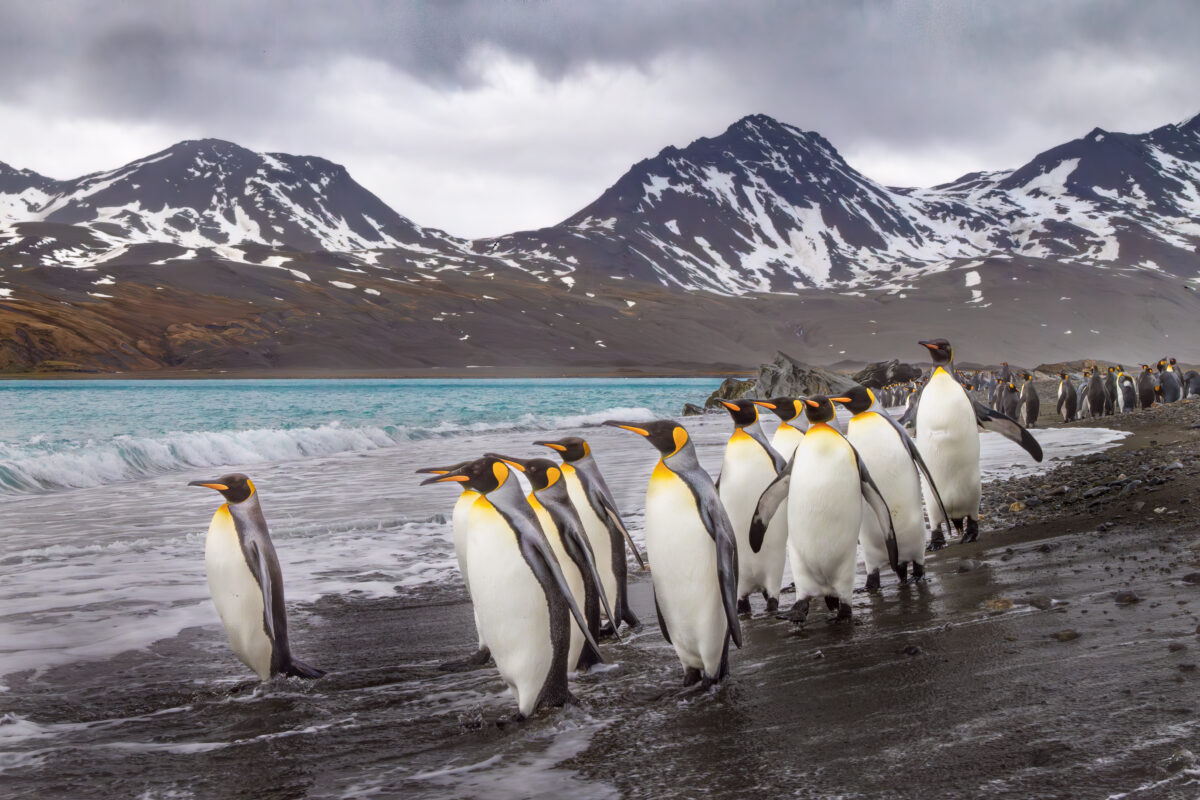 King penguins at Fortuna Bay, South Georgia Island, photographed wide to show coastal habitat, ocean waves, and dramatic alpine landscape.