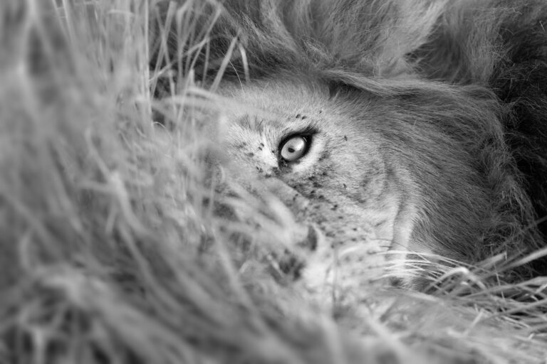 Male lion partially concealed in grass in the Maasai Mara, Kenya, with only one eye visible.