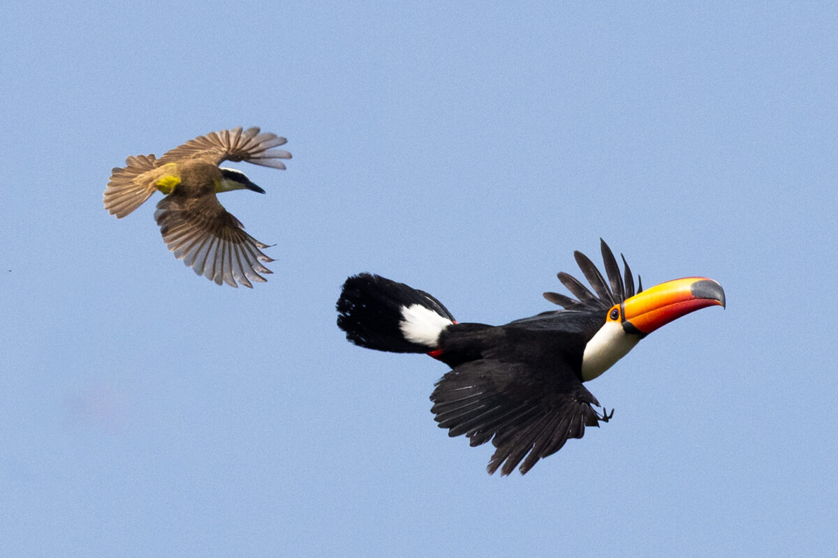 Toco toucan in flight over the Pantanal with a smaller bird following against a clear blue sky.