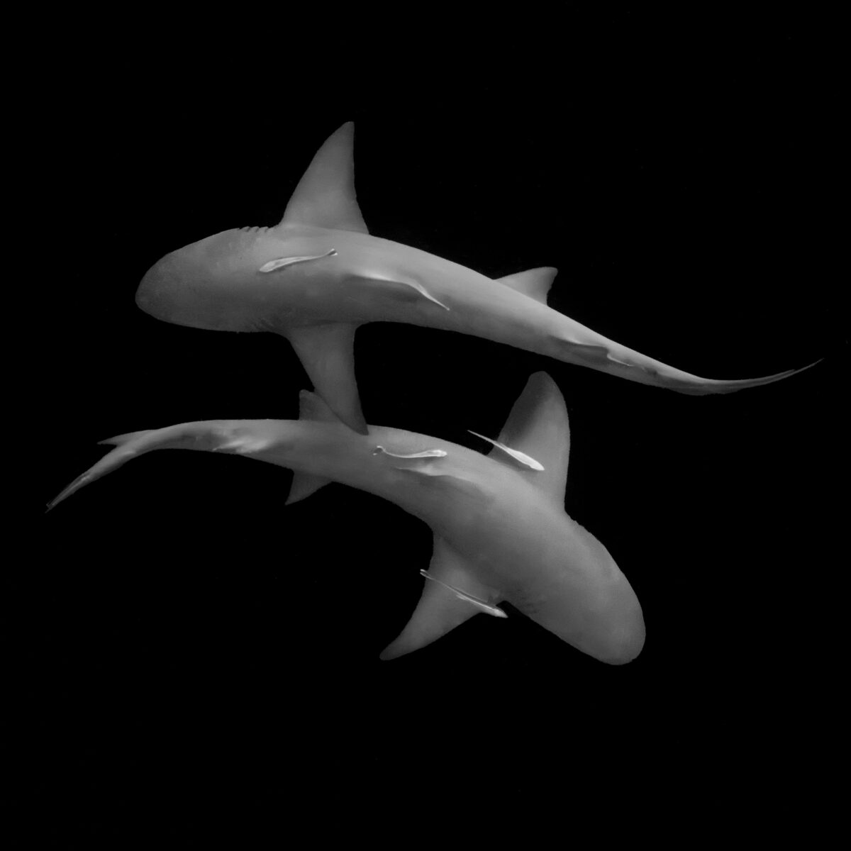 Black-and-white underwater photograph of two sharks swimming side by side against a dark background, each accompanied by small fish traveling alongside their bodies.