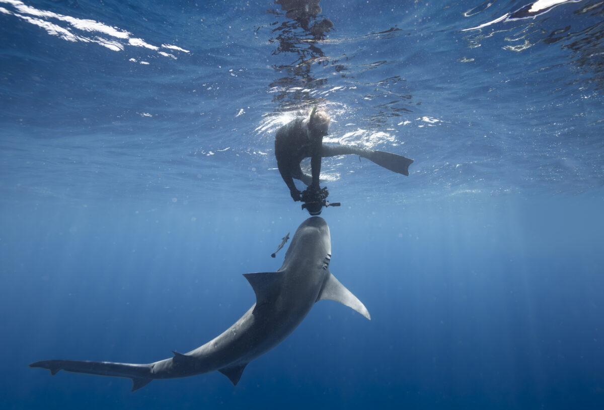 Underwater photograph of a snorkeler in a wetsuit holding a camera as a large shark swims upward toward them in clear blue ocean water, sunlight filtering down from the surface.