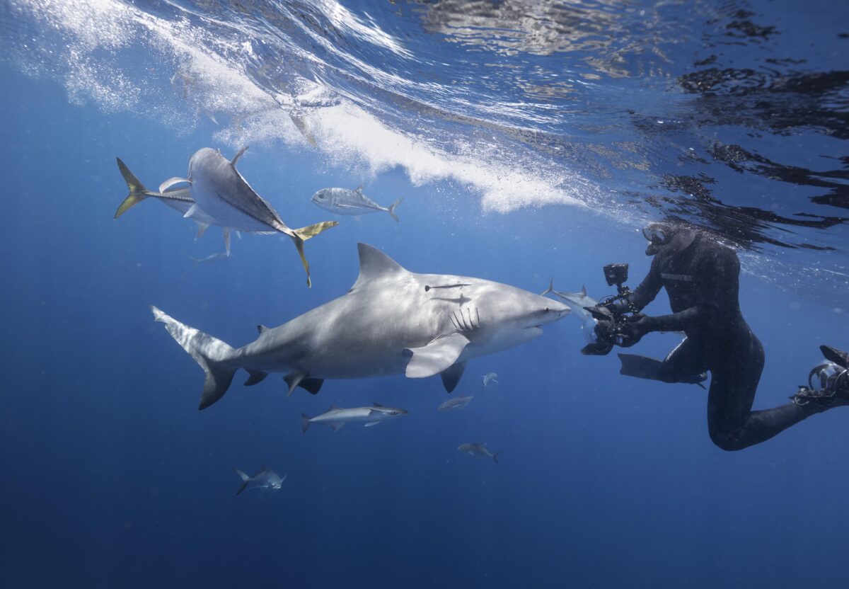 Underwater image of a snorkeler in a wetsuit holding a camera as a large shark swims past at close range, with several fish nearby and sunlight rippling across the ocean surface above.