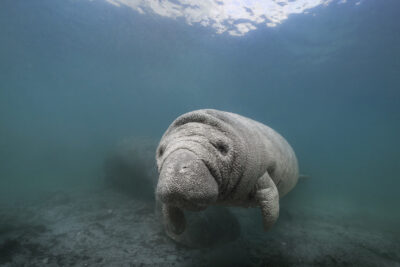 Underwater photograph of a Florida manatee swimming slowly in clear freshwater, facing the camera as sunlight filters down from the surface above.