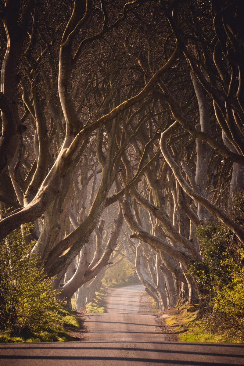 The Dark Hedges in County Antrim, Northern Ireland, with intertwined beech trees arching over a narrow country road in warm morning light.