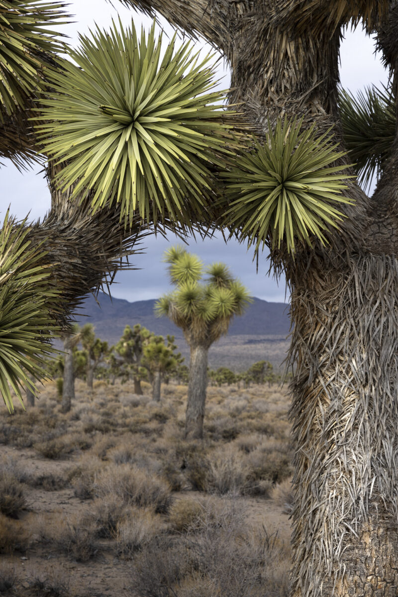 Joshua trees growing across a desert plain, with spiky green crowns framed by rugged trunks and distant mountains.