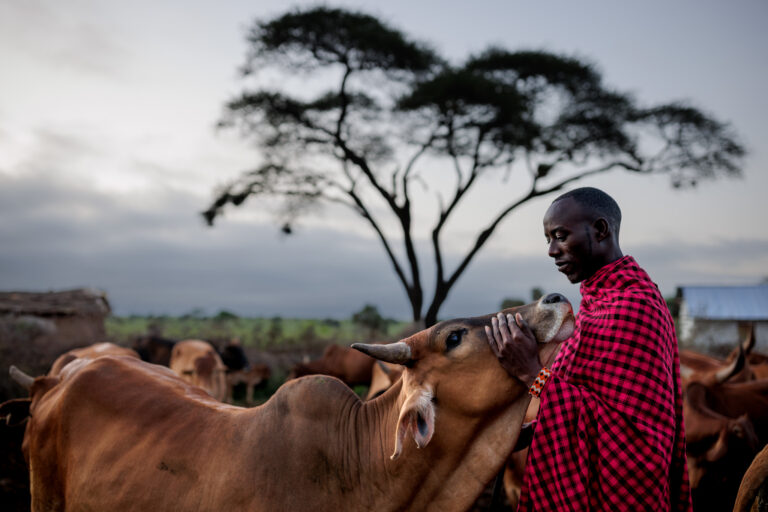 Maasai herder standing among cattle in rural Kenya, showing the close relationship between people, livestock and place.