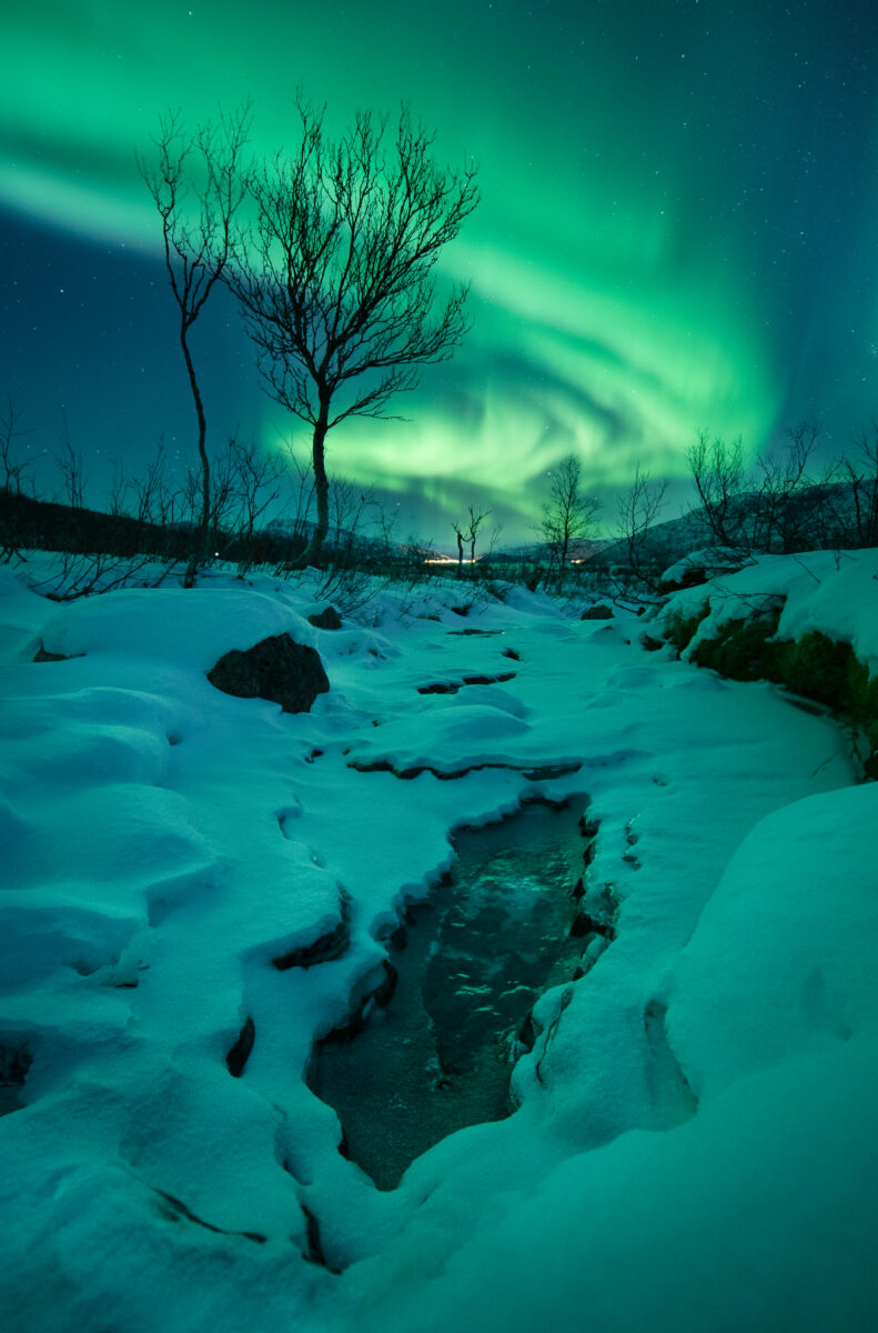 Northern Lights swirling above a frozen stream and snow-covered tundra, framed by bare trees in the Arctic wilderness.