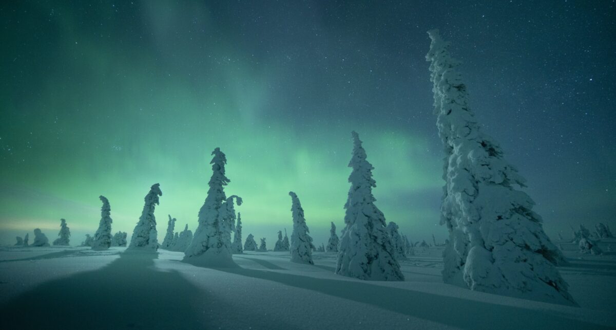 Heavily frosted Arctic trees rise from a blanket of pristine snow as a pale green aurora glows across the night sky, illuminating the landscape beneath a canopy of stars.