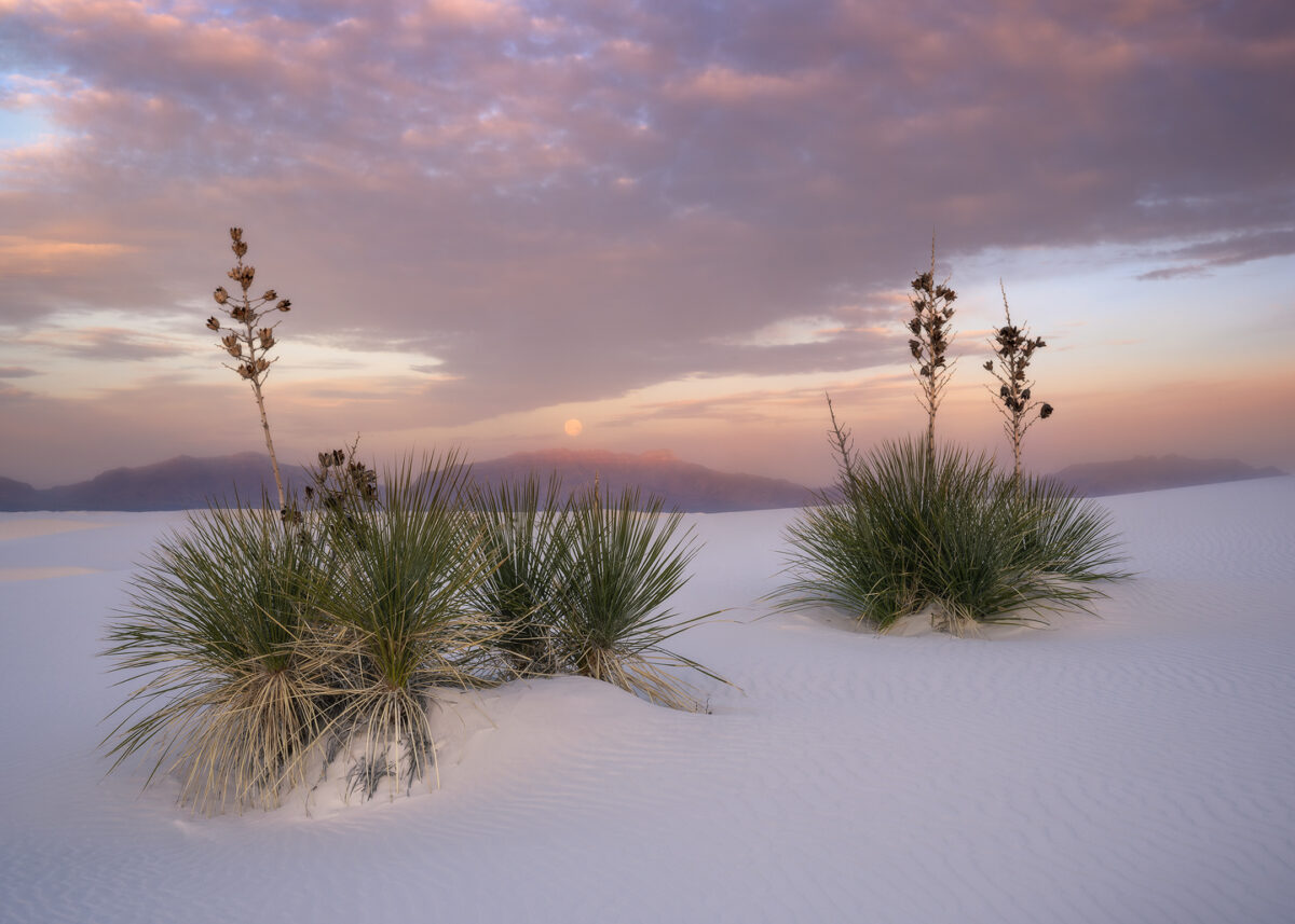 Yucca plants emerge from white gypsum dunes at White Sands National Park beneath a pastel dawn sky, with the setting moon hanging above distant mountains.