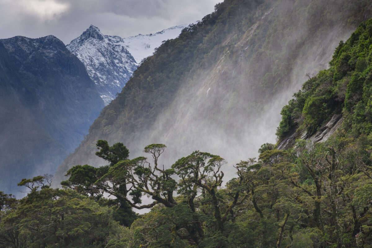 Mist drifts through the rainforest of Fiordland National Park, New Zealand, as twisted native trees fill the foreground and steep mountains rise behind them. A snow-covered peak emerges beneath heavy clouds, capturing the region's wild, rain-soaked atmosphere.