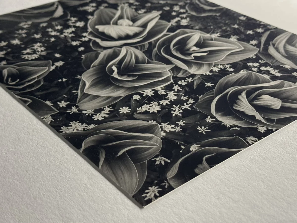 Close-up, low-angle view of a silver gelatin black-and-white print featuring flowers with soft tonal gradation and deep blacks. Printed with clean edges on bright white paper, the image showcases the smooth finish and classic darkroom aesthetic.