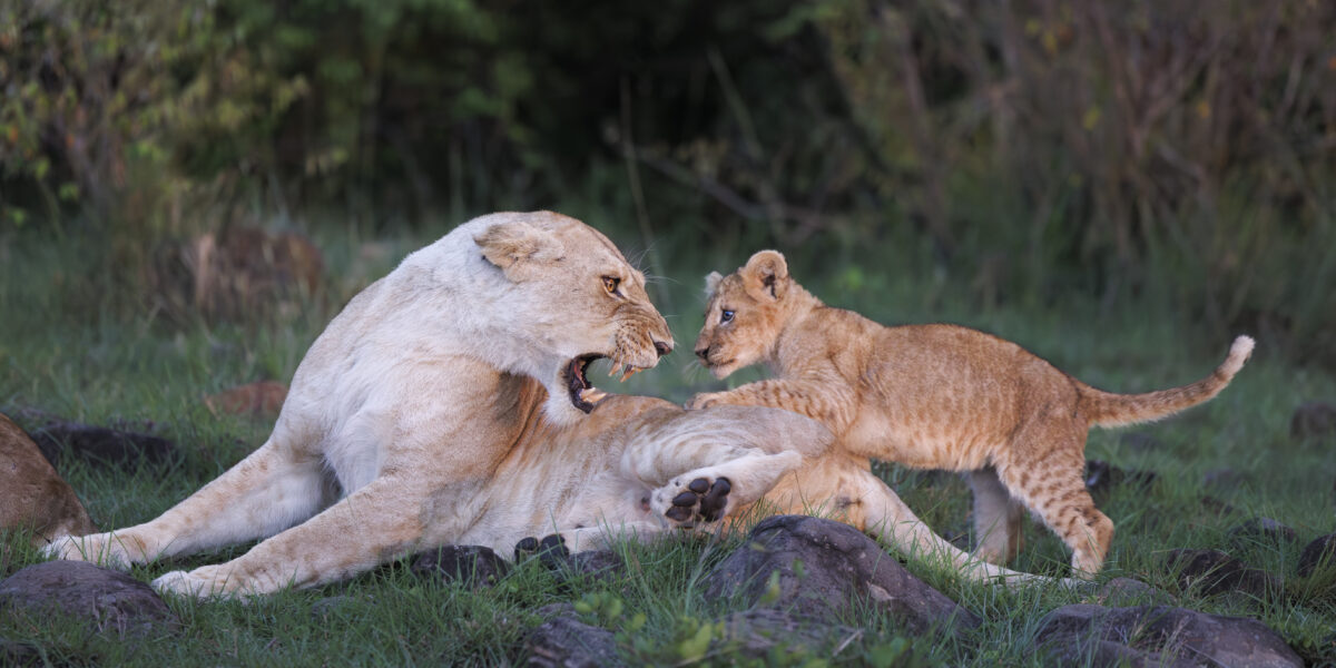 A lioness lies on a grassy, rocky slope, playfully snarling with bared teeth at a small, curious lion cub standing beside her.