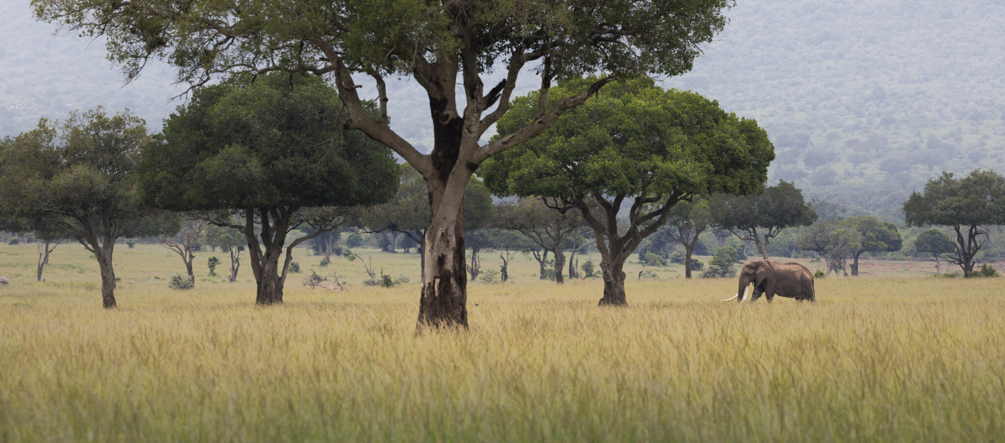 A large bull elephant with visible tusks walks through a vast expanse of tall, golden savannah grass punctuated by large, leafy green trees under a hazy sky.