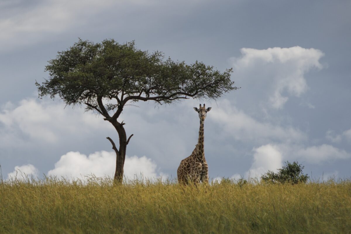 A lone giraffe stands in tall golden grass beside a flat-topped acacia tree beneath towering storm clouds on the African savannah, creating a simple, balanced composition with dramatic skies in the background.