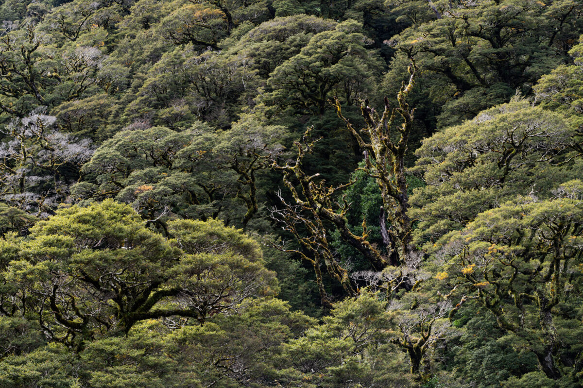 Dense native beech forest in Fiordland National Park, New Zealand, where gnarled, moss-covered trees form an intricate green canopy across the mountainside. Twisted branches and layered foliage create a textured, ancient woodland filled with natural patterns.