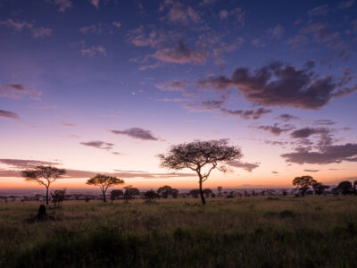 A lone acacia tree stands against a glowing dawn sky on the African savanna, silhouetted by soft orange and purple light. A thin crescent moon and a bright planet hang above the horizon, while scattered clouds catch the first light of day. Distant acacia trees stretch across the grasslands, creating a peaceful, expansive landscape.
