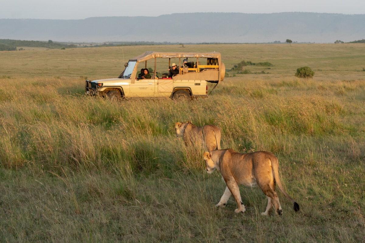 Two lionesses walk through the tall, golden grass of the savannah at golden hour, moving past a safari vehicle where guests are watching and photographing from an open-sided row.