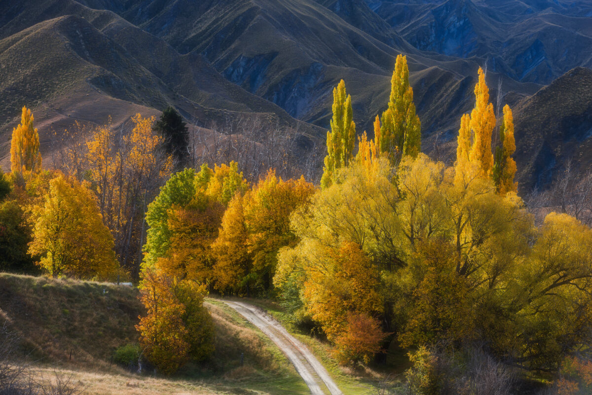 Golden autumn poplars and willows surround a winding dirt track near Macetown, New Zealand, with rugged schist hills rising behind. Warm morning light illuminates the vibrant yellow foliage, contrasting with the dry, grey-brown landscape of Central Otago.