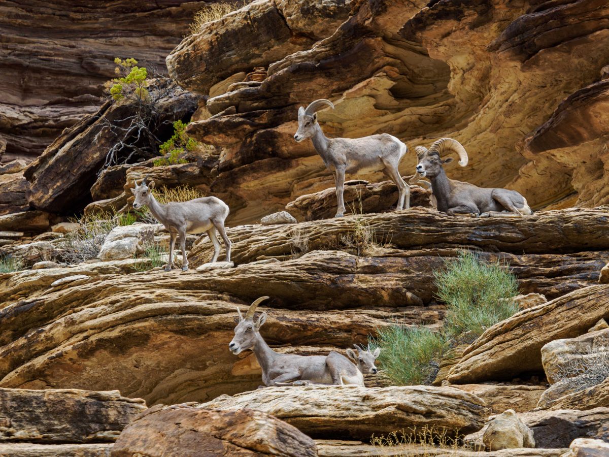 A group of desert bighorn sheep resting and standing among layered sandstone rocks in the Grand Canyon.