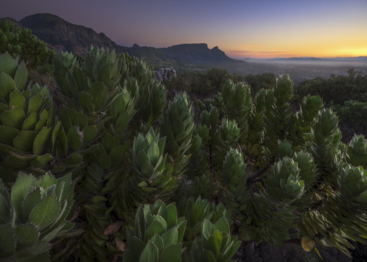 Dense, lush green native foliage fills the foreground overlooking a hazy valley and distant mountain ridges illuminated by a golden sunrise.