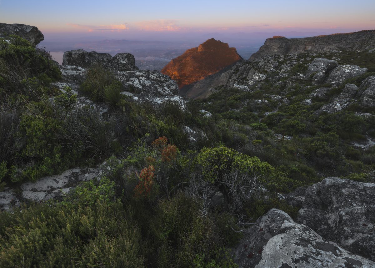 View across rocky, fynbos-covered slopes toward Table Mountain at sunset, with the city and distant mountains visible beneath a soft pink and blue evening sky.